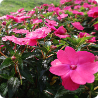 天空の花畑　茶臼山高原