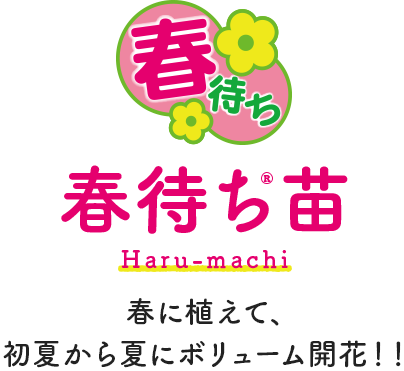 春に植えて 初夏から夏にボリューム開花 春待ち苗 タネ 苗 園芸用品 農業用資材の総合案内 サカタのタネ