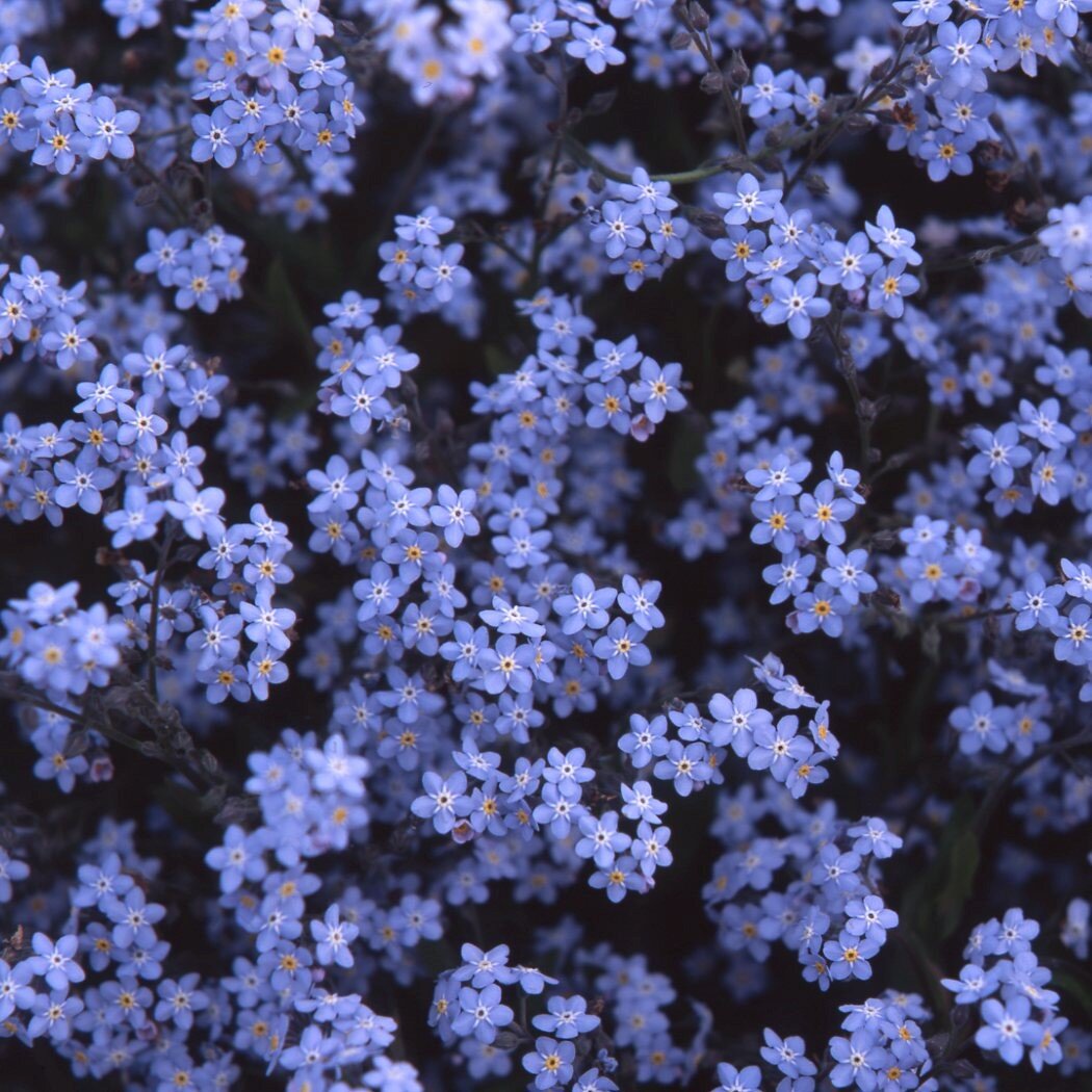 スプラウト ペンシル／芽が出る鉛筆忘れな草