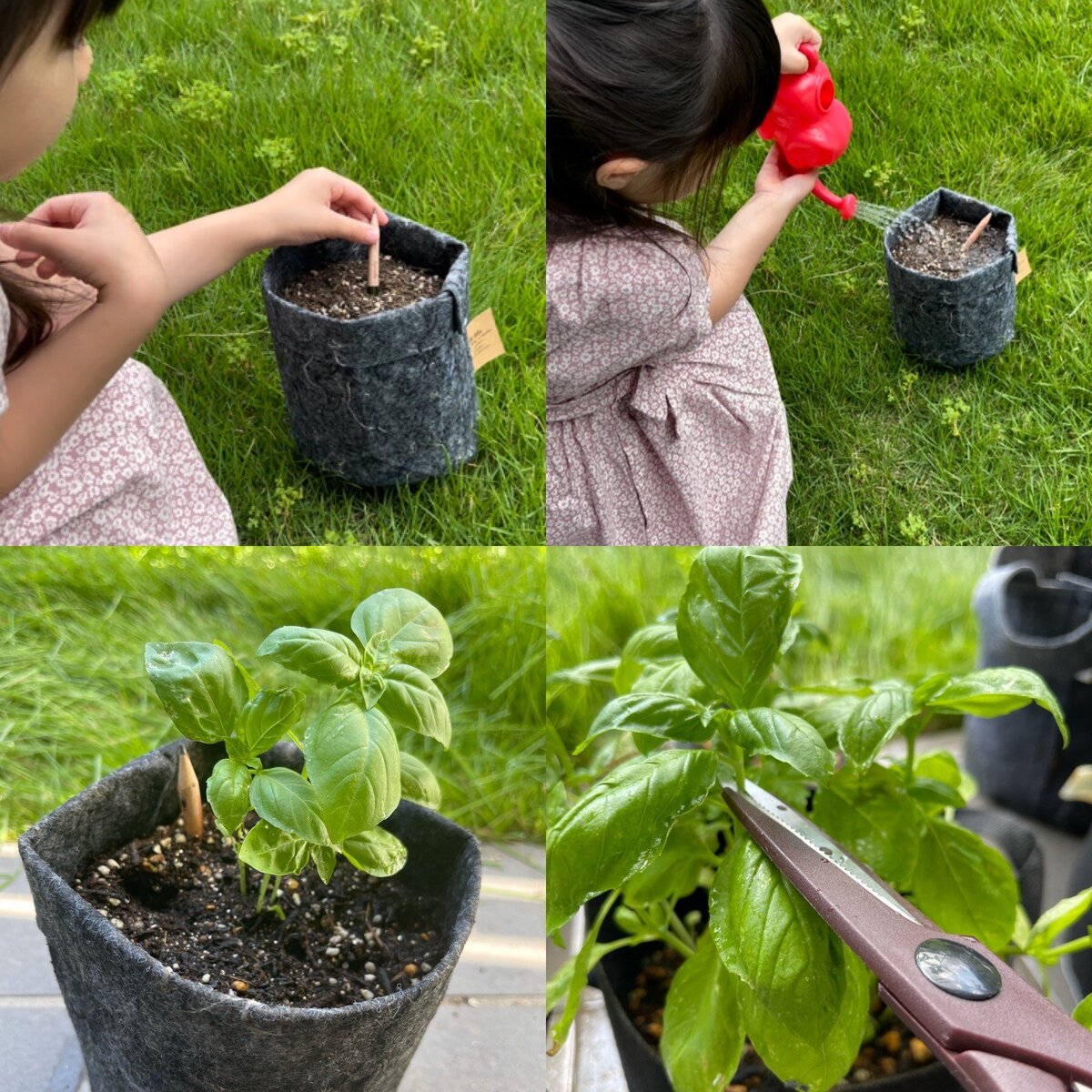 スプラウト ペンシル／芽が出る鉛筆ひまわり※植物は撮影用のもので、製品とは違います。